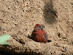 Zoo de Barcelona 08-09-2010 073