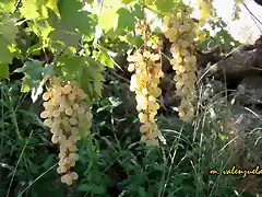 15, racimos de uvas