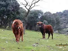 08, becerros en la Parrilla, marca