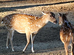 Zoo Barcelona 23-11-11 i 25-11-11 325