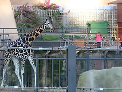 Zoo Barcelona 23-11-11 i 25-11-11 342