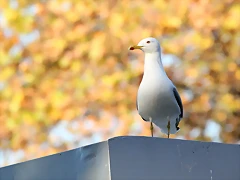 Zoo Barcelona 23-11-11 i 25-11-11 346