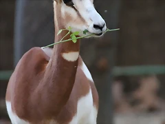 Zoo Barcelona 23-11-11 i 25-11-11 400