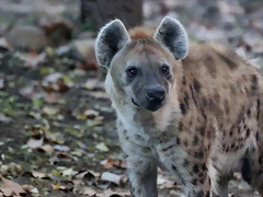 Zoo Barcelona 23-11-11 i 25-11-11 414