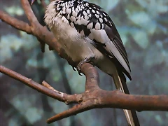 Zoo Barcelona 23-11-11 i 25-11-11 266