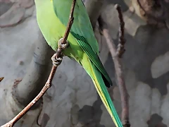 Zoo Barcelona 23-11-11 i 25-11-11 302