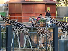 Zoo Barcelona 23-11-11 i 25-11-11 337