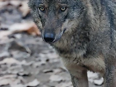 Zoo Barcelona 23-11-11 i 25-11-11 135