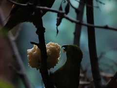 Zoo Barcelona 23-11-11 i 25-11-11 253