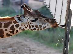Zoo Barcelona 23-11-11 i 25-11-11 332