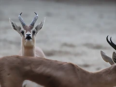 Zoo Barcelona 23-11-11 i 25-11-11 546