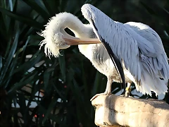 Zoo Barcelona 23-11-11 i 25-11-11 355