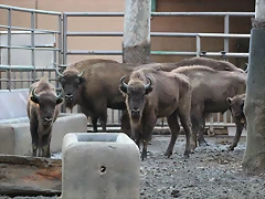 Zoo Barcelona 23-11-11 i 25-11-11 476