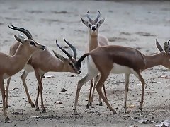 Zoo Barcelona 23-11-11 i 25-11-11 544