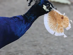 Zoo Barcelona 23-11-11 i 25-11-11 283