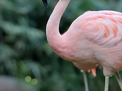 Zoo Barcelona 23-11-11 i 25-11-11 369