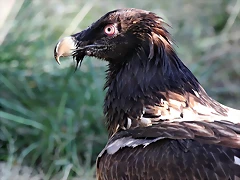Zoo Barcelona 23-11-11 i 25-11-11 165