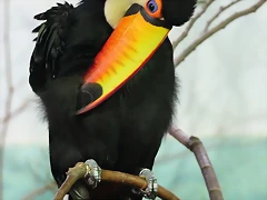 Zoo Barcelona 23-11-11 i 25-11-11 236