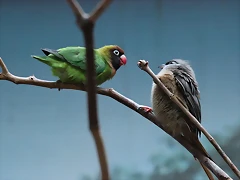 Zoo Barcelona 23-11-11 i 25-11-11 260