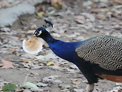 Zoo Barcelona 23-11-11 i 25-11-11 290