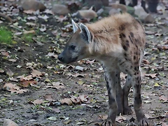 Zoo Barcelona 23-11-11 i 25-11-11 423