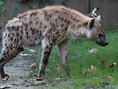Zoo Barcelona 23-11-11 i 25-11-11 457