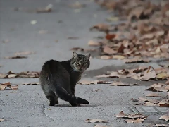 Zoo Barcelona 23-11-11 i 25-11-11 488