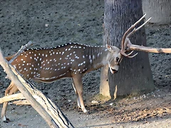 Zoo Barcelona 23-11-11 i 25-11-11 329