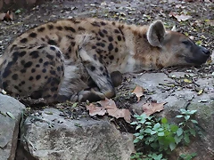 Zoo Barcelona 23-11-11 i 25-11-11 464