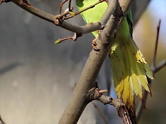 Zoo Barcelona 23-11-11 i 25-11-11 296