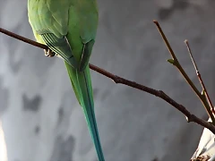 Zoo Barcelona 23-11-11 i 25-11-11 306
