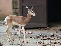 Zoo Barcelona 23-11-11 i 25-11-11 393