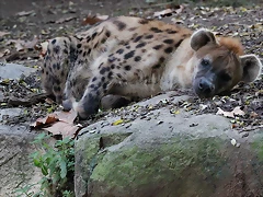 Zoo Barcelona 23-11-11 i 25-11-11 471