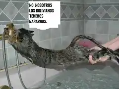 bathcatnonono[1]