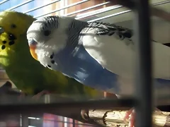 Pablo y Caramelo