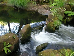 DSCN2443 DSCN2443
