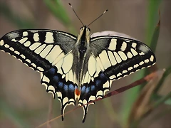 MARIPOSA MACA?N