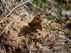 24, mariposa tomando el sol, marca