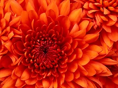 Chrysanthemum Chrysanthemum