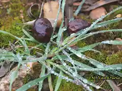 10, niebla y agua, marca