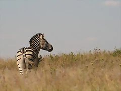 Rietvlei Nature Reserve 29-3-09 073 Rietvlei Nature Reserve 29-3-09 073