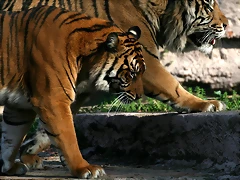 Zoo de Barcelona 08-01-2011 152