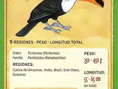 tucan toco