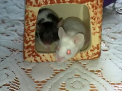 Olivia i taquetes