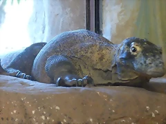 Varanus komodoensis 3 (22-7-17 Faunia) Varanus komodoensis 3 (22-7-17 Faunia)
