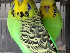 pareja ingleses