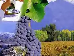 Vinos de Mendoza - Argentina