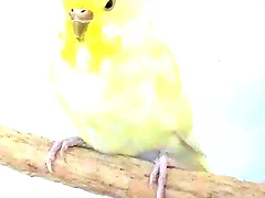 Chai