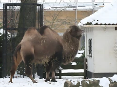 Amsterdam 2010 1226
