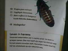Amsterdam 29-12-2010 462